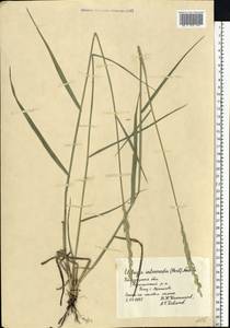 Thinopyrum intermedium (Host) Barkworth & D.R.Dewey, Eastern Europe, Central forest-and-steppe region (E6) (Russia)