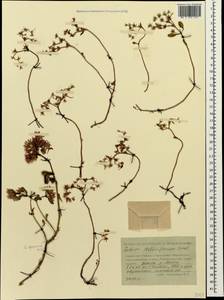 Phedimus stolonifer (S. G. Gmel.) 't Hart, Caucasus, Stavropol Krai, Karachay-Cherkessia & Kabardino-Balkaria (K1b) (Russia)