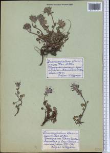 Dracocephalum stamineum Kar. & Kir., Middle Asia, Northern & Central Tian Shan (M4) (Kyrgyzstan)