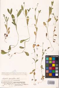 MHA 0 153 404, Myosotis sparsiflora J.C.Mikan ex Pohl, Eastern Europe, Lower Volga region (E9) (Russia)