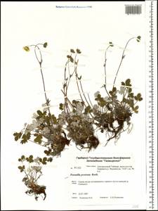 Potentilla ×prostrata Rottb., Siberia, Central Siberia (S3) (Russia)