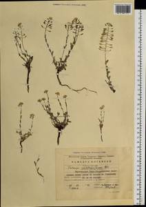 Noccaea thlaspidioides (Pall.) F.K.Mey., Siberia, Baikal & Transbaikal region (S4) (Russia)