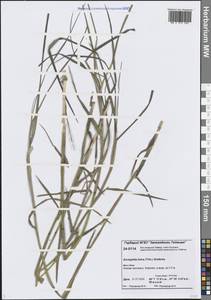 Dupontia fulva (Trin.) Röser & Tkach, Siberia, Central Siberia (S3) (Russia)