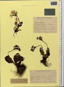 Primula amoena M. Bieb., Caucasus, Krasnodar Krai & Adygea (K1a) (Russia)