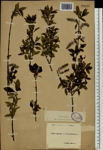 Salix myrsinifolia Salisb., Eastern Europe, North-Western region (E2) (Russia)