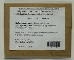 Myuroclada maximowiczii (G.G. Borshch.) Steere & W.B. Schofield, Bryophytes, Bryophytes - Russian Far East (excl. Chukotka & Kamchatka) (B20) (Russia)