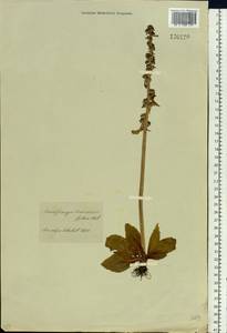 Micranthes hieraciifolia (Waldst. & Kit.) Haw., Siberia, Baikal & Transbaikal region (S4) (Russia)