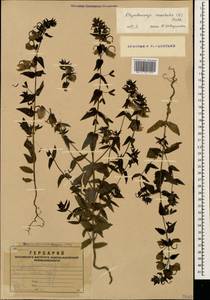 Rhynchocorys orientalis (L.) Benth., Caucasus, Armenia (K5) (Armenia)