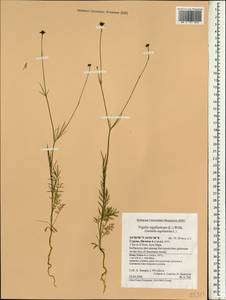 Garidella nigellastrum L., South Asia, South Asia (Asia outside ex-Soviet states and Mongolia) (ASIA) (Cyprus)