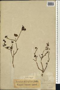 Pelargonium acetosum (L.) L'Herit ex Soland., Africa (AFR) (South Africa)