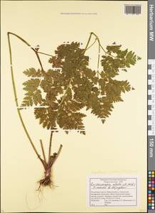 Selinum alatum (M. Bieb.) Hand, Caucasus, Krasnodar Krai & Adygea (K1a) (Russia)