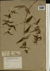 Phlomis herba-venti subsp. pungens (Willd.) Maire ex DeFilipps, Eastern Europe, Eastern region (E10) (Russia)
