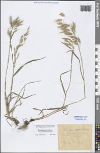 Bromus squarrosus L., Eastern Europe, Central forest-and-steppe region (E6) (Russia)