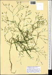 Bupleurum brachiatum C. Koch ex Boiss., Caucasus, Black Sea Shore (from Novorossiysk to Adler) (K3) (Russia)