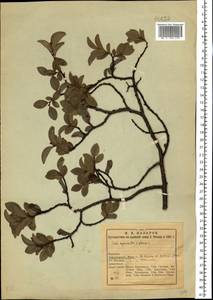 Salix myrsinites × myrsinifolia, Eastern Europe, Northern region (E1) (Russia)