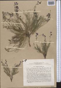Astragalus nematodes Bunge ex Boiss., Middle Asia, Western Tian Shan & Karatau (M3) (Kazakhstan)