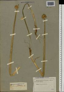 Allium fistulosum L., Eastern Europe, South Ukrainian region (E12) (Ukraine)