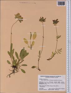 Anthyllis vulneraria subsp. alpestris (Hegetschw.)Asch. & Graebn., Western Europe (EUR) (Switzerland)