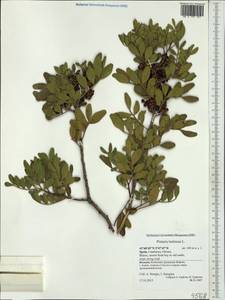 Pistacia lentiscus, Western Europe (EUR) (Spain)