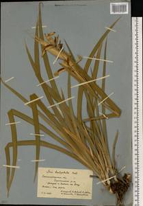 Iris halophila Pall., Eastern Europe, Lower Volga region (E9) (Russia)