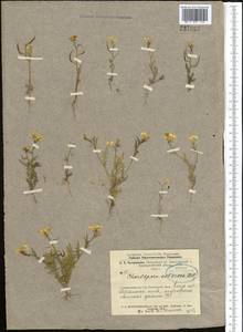 Chorispora sibirica (L.) DC., Middle Asia, Northern & Central Kazakhstan (M10) (Kazakhstan)