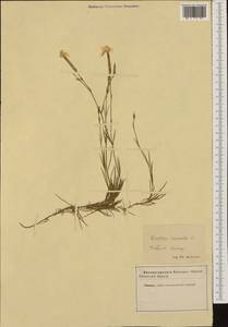 Dianthus arenarius, Western Europe (EUR) (Germany)