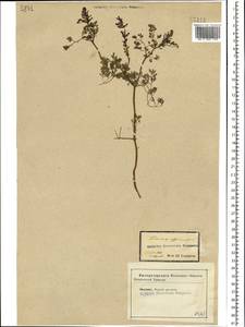 Fumaria officinalis L., Eastern Europe, Central forest-and-steppe region (E6) (Russia)