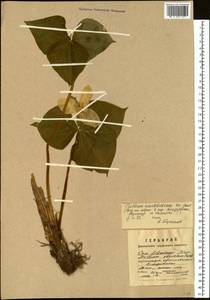 Trillium camschatcense Ker Gawl., Siberia, Russian Far East (S6) (Russia)