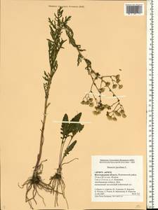 Jacobaea vulgaris subsp. vulgaris, Eastern Europe, Lower Volga region (E9) (Russia)