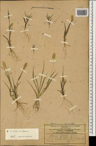 Setaria pumila (Poir.) Roem. & Schult., Caucasus, Azerbaijan (K6) (Azerbaijan)