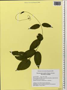 Vincetoxicum scandens Sommier & Levier, Caucasus, Black Sea Shore (from Novorossiysk to Adler) (K3) (Russia)