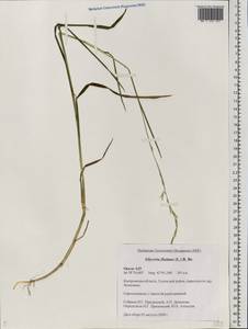 Glyceria fluitans (L.) R.Br., Eastern Europe, Central forest region (E5) (Russia)