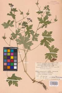 Geranium bohemicum L., Eastern Europe, Eastern region (E10) (Russia)