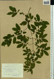 Lonicera nigra L., Eastern Europe, West Ukrainian region (E13) (Ukraine)