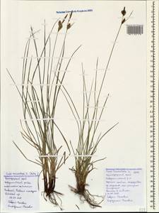 Carex tomentosa L., Caucasus, Black Sea Shore (from Novorossiysk to Adler) (K3) (Russia)
