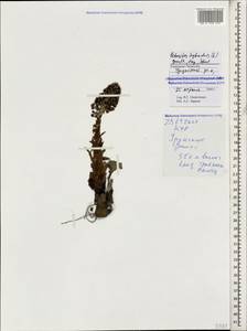 Petasites hybridus (L.) G. Gaertn., B. Mey. & Scherb., Caucasus, Stavropol Krai, Karachay-Cherkessia & Kabardino-Balkaria (K1b) (Russia)