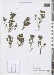 Matricaria discoidea DC., Siberia, Chukotka & Kamchatka (S7) (Russia)