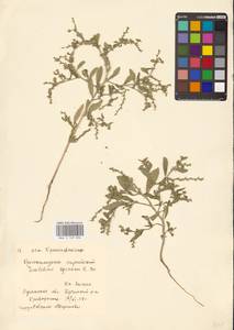 Euclidium syriacum (L.) W.T.Aiton, Eastern Europe, North Ukrainian region (E11) (Ukraine)