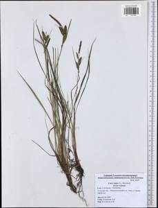 Carex nigra (L.) Reichard, Eastern Europe, Central region (E4) (Russia)