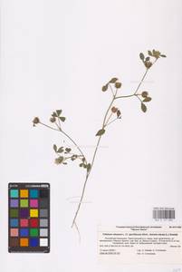 Trifolium retusum L., Eastern Europe, Lower Volga region (E9) (Russia)