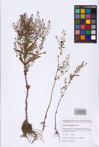 Veronica anagalloides Guss., Eastern Europe, Lower Volga region (E9) (Russia)