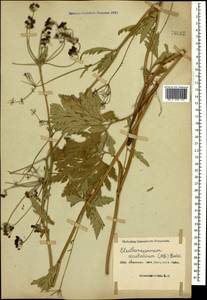 Eleutherospermum cicutarium (M. Bieb.) Boiss., Caucasus, Azerbaijan (K6) (Azerbaijan)