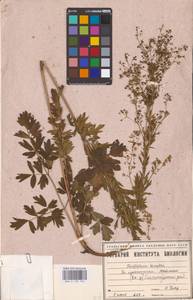 Thalictrum simplex L., Eastern Europe, Eastern region (E10) (Russia)