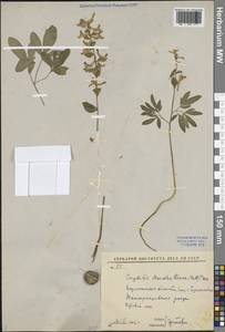 Corydalis cava (L.) Schweigg. & Körte, Eastern Europe, Central forest-and-steppe region (E6) (Russia)