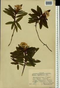Rhododendron diversipilosum (Nakai) Harmaja, Siberia, Russian Far East (S6) (Russia)