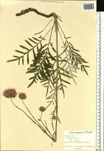 Jurinea cyanoides (L.) Rchb., Eastern Europe, Central forest-and-steppe region (E6) (Russia)