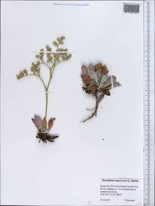 Goniolimon speciosum (L.) Boiss., Siberia, Western (Kazakhstan) Altai Mountains (S2a) (Kazakhstan)