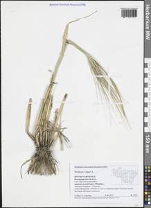 Hordeum vulgare L., Eastern Europe, Central region (E4) (Russia)