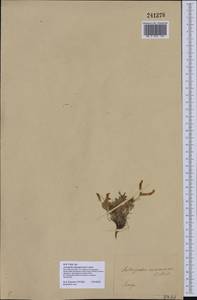 Astragalus depauperatus Ledeb., Middle Asia, Dzungarian Alatau & Tarbagatai (M5) (Kazakhstan)