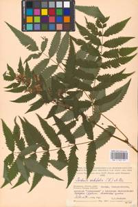 Sorbaria sorbifolia (L.) A. Braun, Eastern Europe, Moscow region (E4a) (Russia)